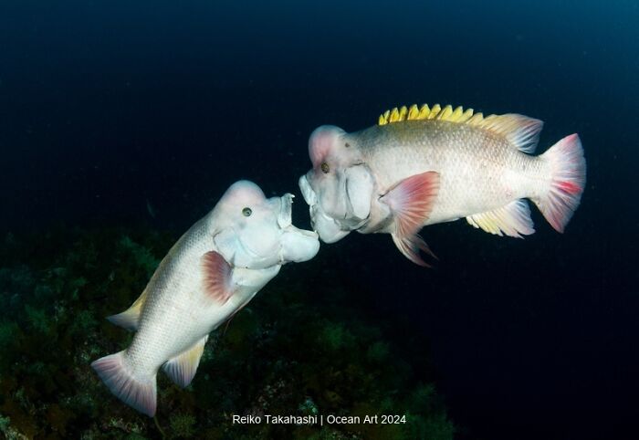 Two fish engaging underwater, showcasing the beauty that won the Ocean Art Photo Contest 2024.