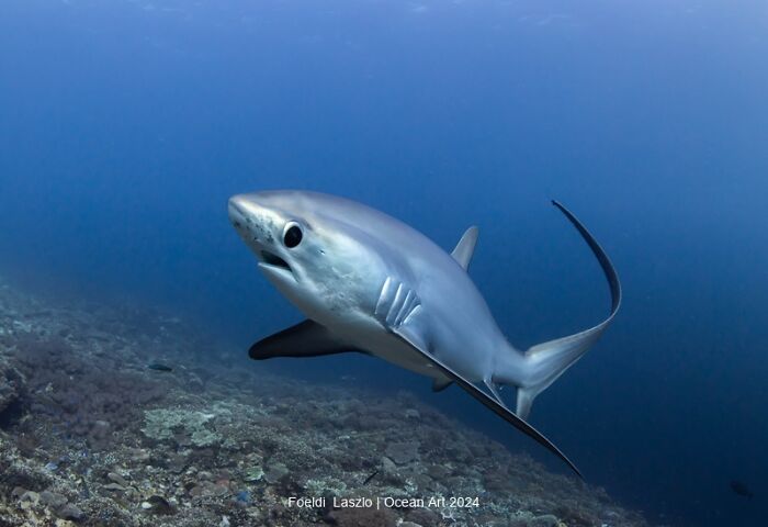 Underwater photo of a shark showcasing Ocean Art Photo Contest 2024.