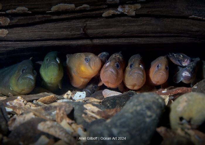 Colorful fish lined up beneath wood in an underwater setting, captured in a winning Ocean Art photo contest entry.