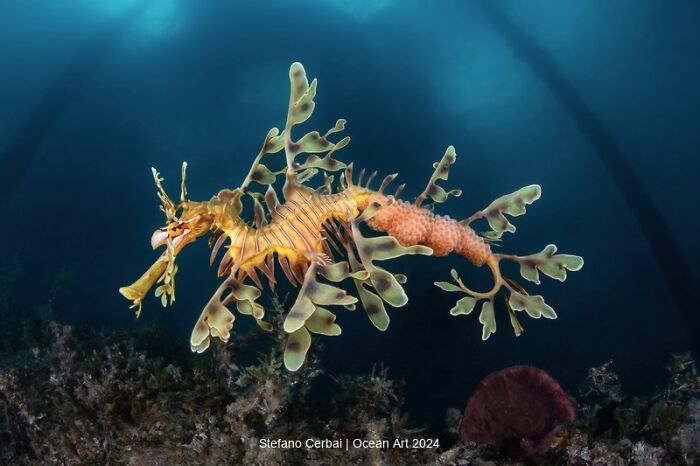 Leafy sea dragon swimming gracefully in an award-winning underwater photo from the Ocean Art Photo Contest 2024.