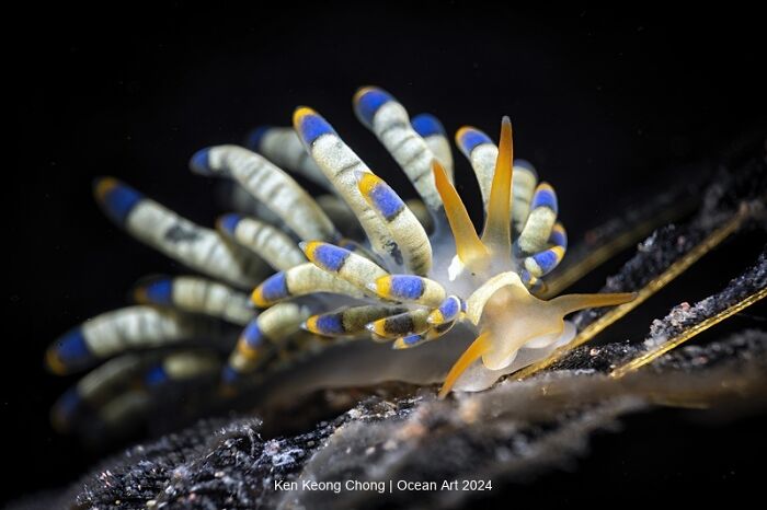 Bright, colorful sea slug showcased in winning underwater photo from the 2024 Ocean Art Contest.