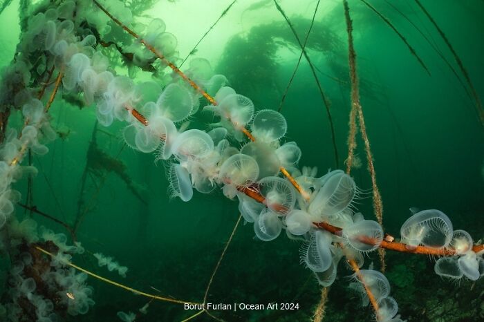 Underwater photo of delicate jellyfish-like creatures on a rope, showing stunning detail and vibrant green ocean background.
