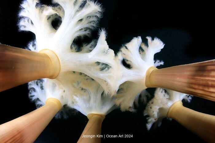 Underwater photo of delicate white coral structures, winner of the Ocean Art Photo Contest 2024.