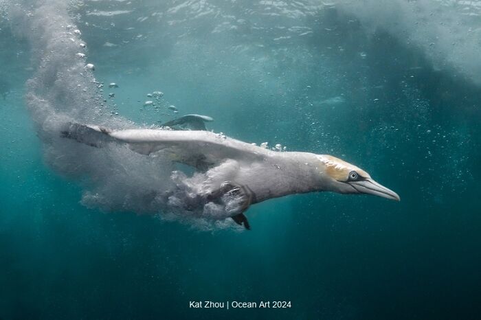 Diving bird captured underwater, showcasing breathtaking artistry in an award-winning Ocean Art Photo Contest image.