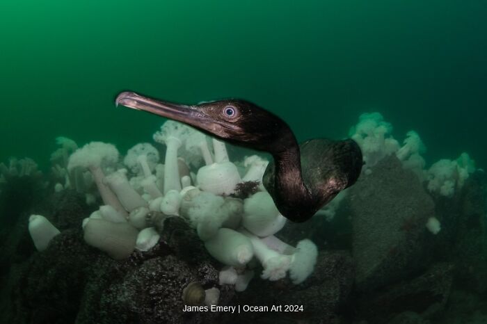Underwater photo of a bird swimming over soft corals in deep green ocean waters, taken for Ocean Art Photo Contest 2024.
