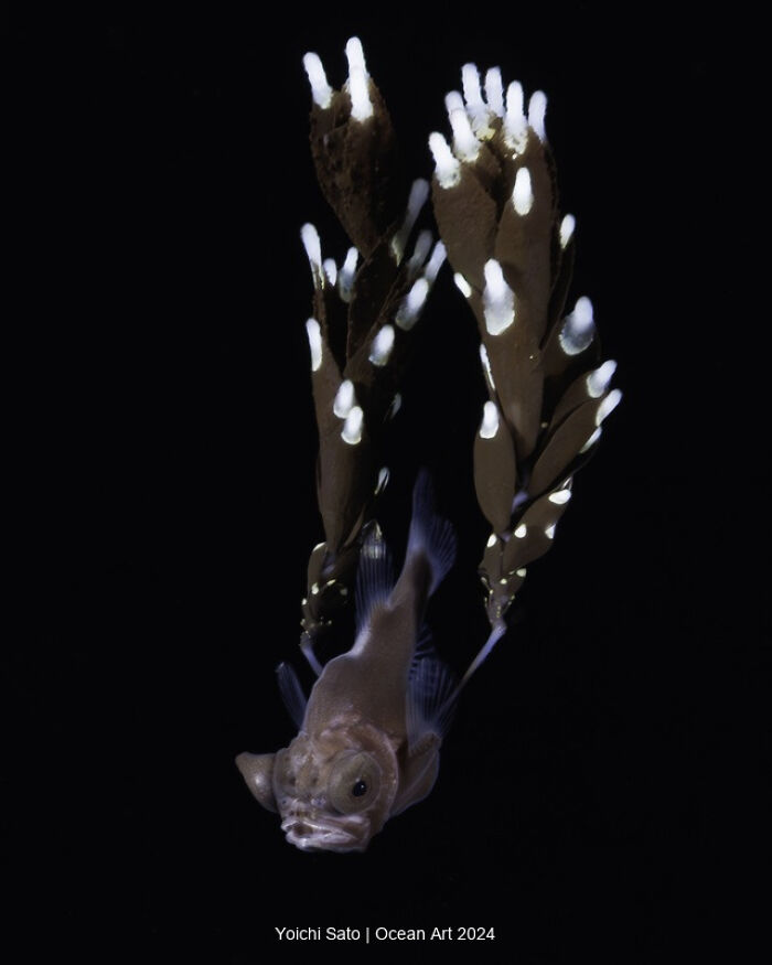 A fish swims near seaweed in a winning underwater photo from the 2024 Ocean Art contest.