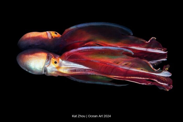 Two vibrant blanket octopuses captured in an award-winning underwater photo from the 2024 Ocean Art contest.