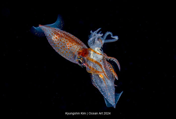 Colorful squid photographed underwater, showcasing vibrant patterns, winning at the 2024 Ocean Art Photo Contest.
