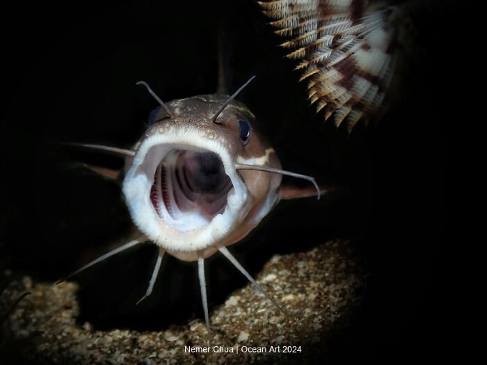 Underwater photo of a fish with an open mouth, highlighting ocean art beauty.