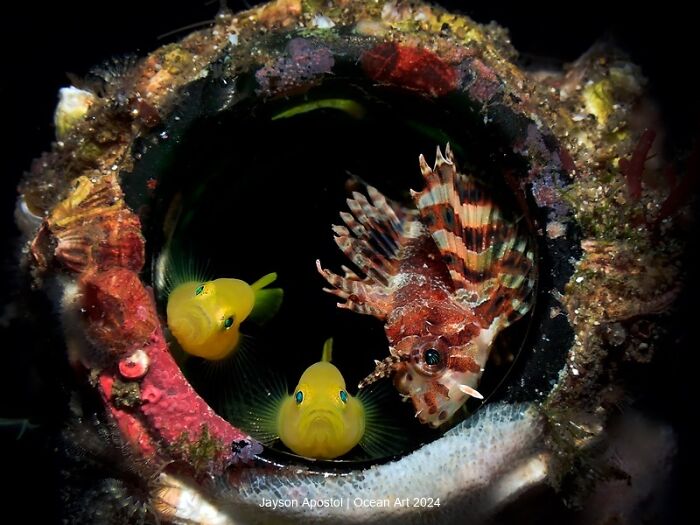 Underwater photo contest winner featuring two yellow fish and a lionfish in a colorful coral setting.