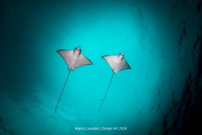 Two rays gliding gracefully through clear blue waters, illustrating breathtaking underwater photography.