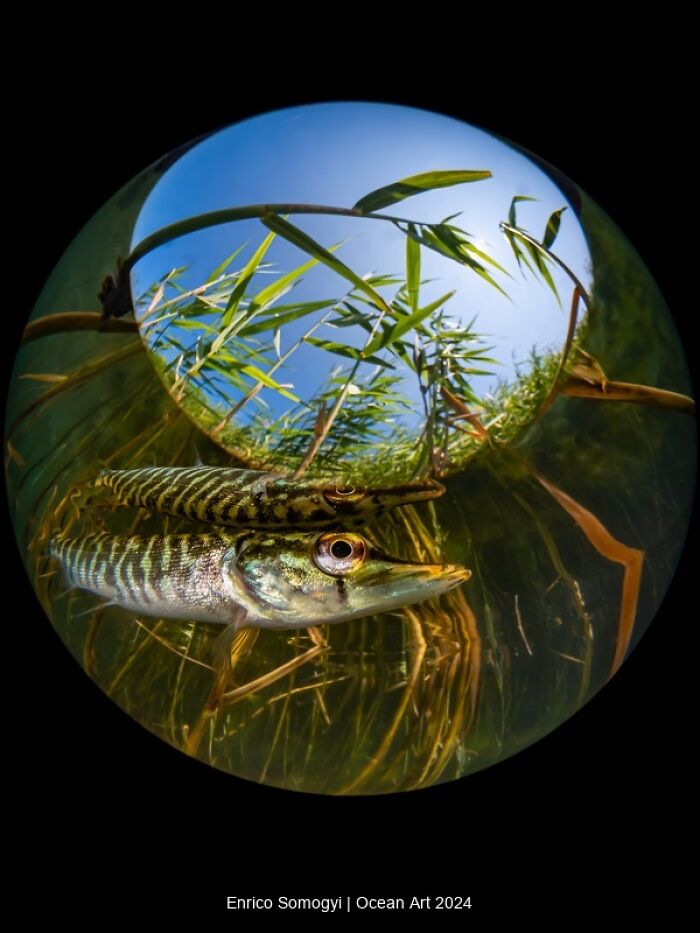 Two fish swim among underwater plants in a captivating Ocean Art 2024 contest-winning photo.