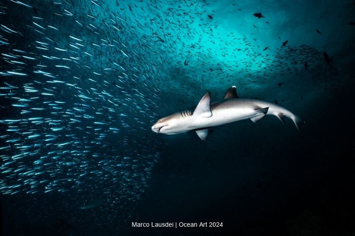 Shark swimming among fish in a stunning underwater scene from the Ocean Art 2024 photo contest.