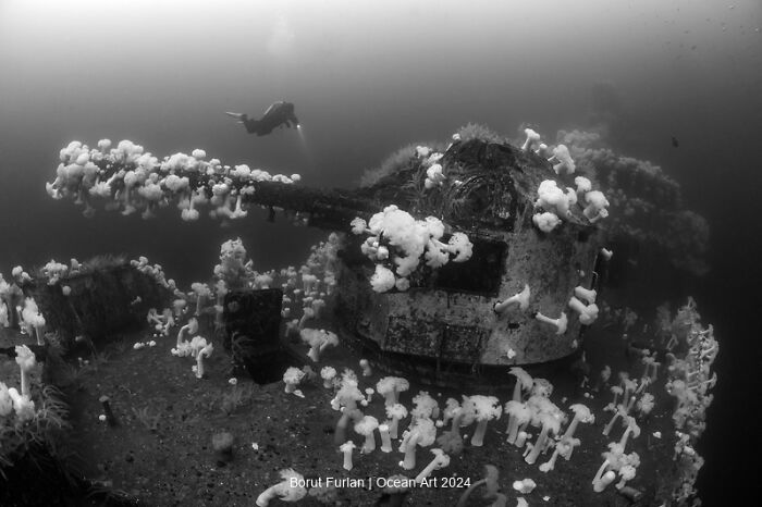 Diver exploring a sunken ship covered in marine life, captured in a winning underwater photo.