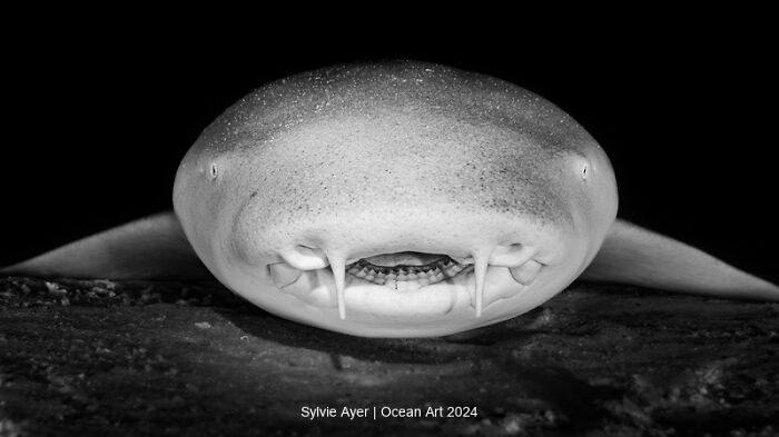 Breathtaking underwater photo of a shark close-up, showcasing its mouth and unique features. Ocean Art 2024 winner.