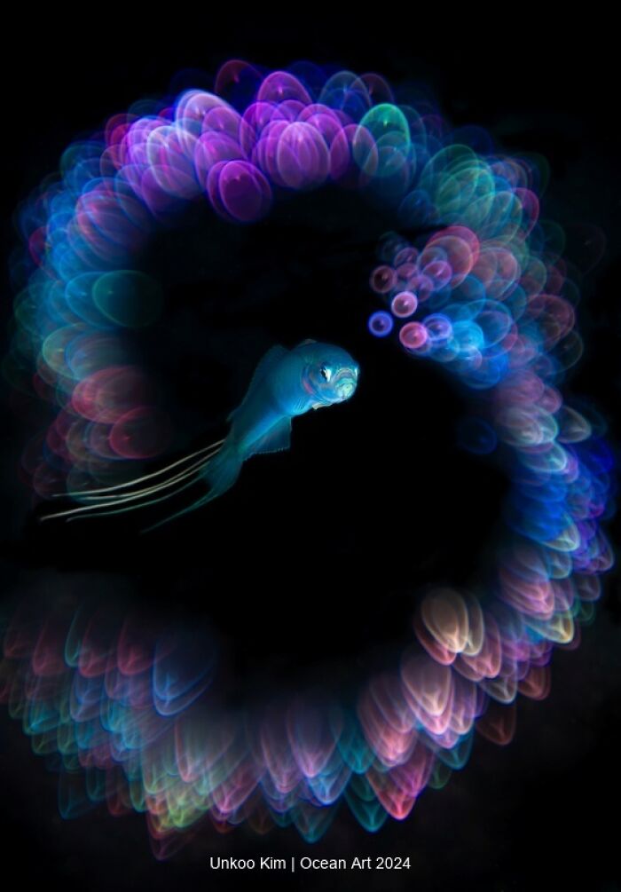 A fish surrounded by vibrant, colorful bubbles in an underwater scene from the 2024 Ocean Art Photo Contest.