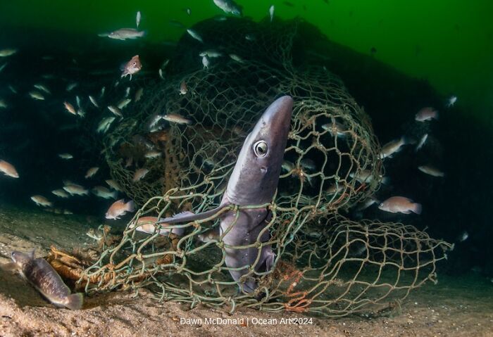 Underwater photo of a shark entangled in a net, surrounded by fish, showcasing Ocean Art 2024 contest-winning imagery.