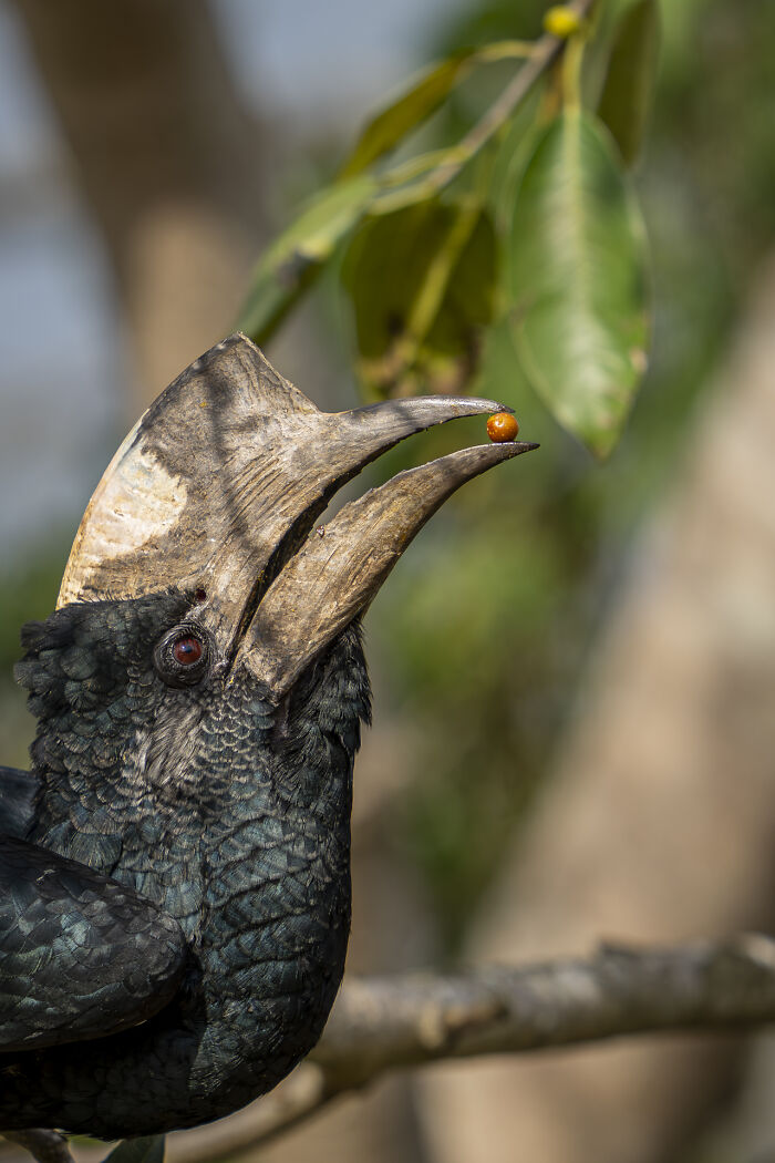 Wildlife photo of a hornbill catching a berry against a backdrop of green leaves, showcasing nature's raw beauty.