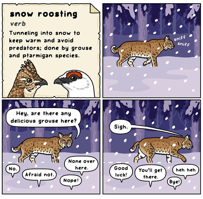 Comic showing humorous moments in nature with a lynx searching for grouse, illustrating snow roosting behavior.