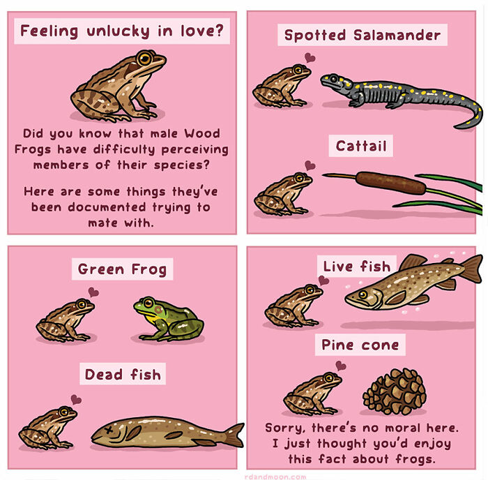 Comic strip illustrating humorous moments in nature with wood frogs mistaking various objects for mates.