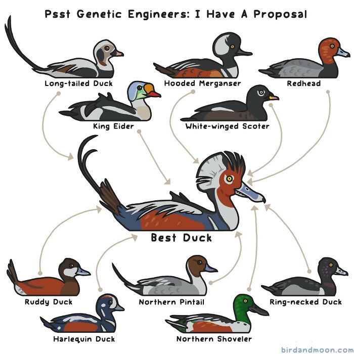Humorous nature comic showing different duck species combined into a "best duck" with comedic labels.