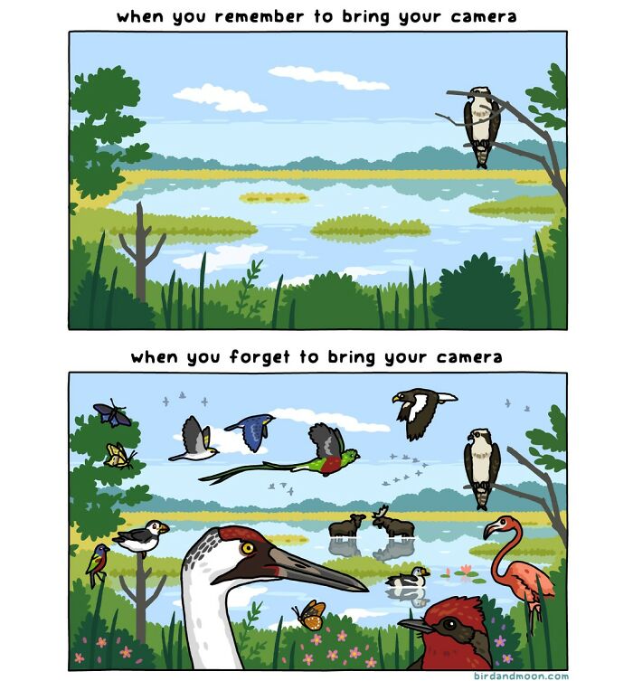 Comic depicting humorous nature moments: a peaceful scene changes to one full of wildlife when the camera is forgotten.