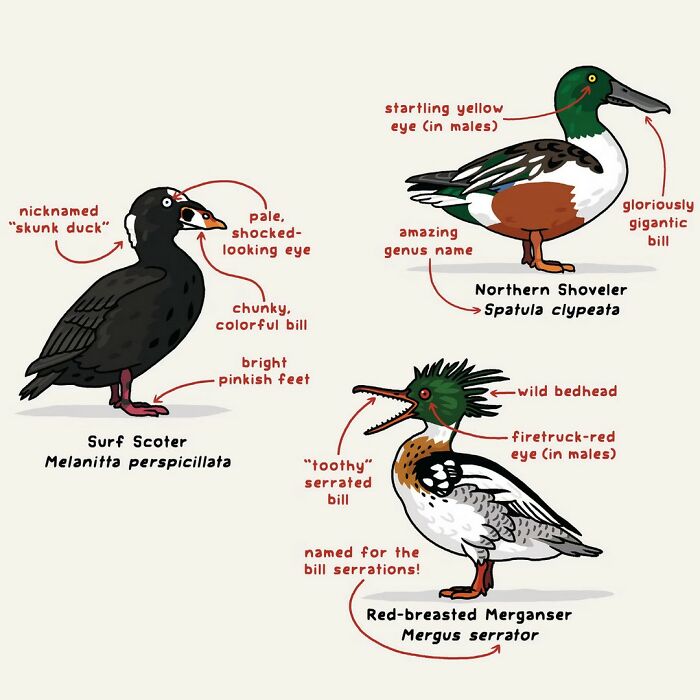 Comics depicting humorous moments in nature with illustrated ducks and birds, featuring unique traits and amusing labels.
