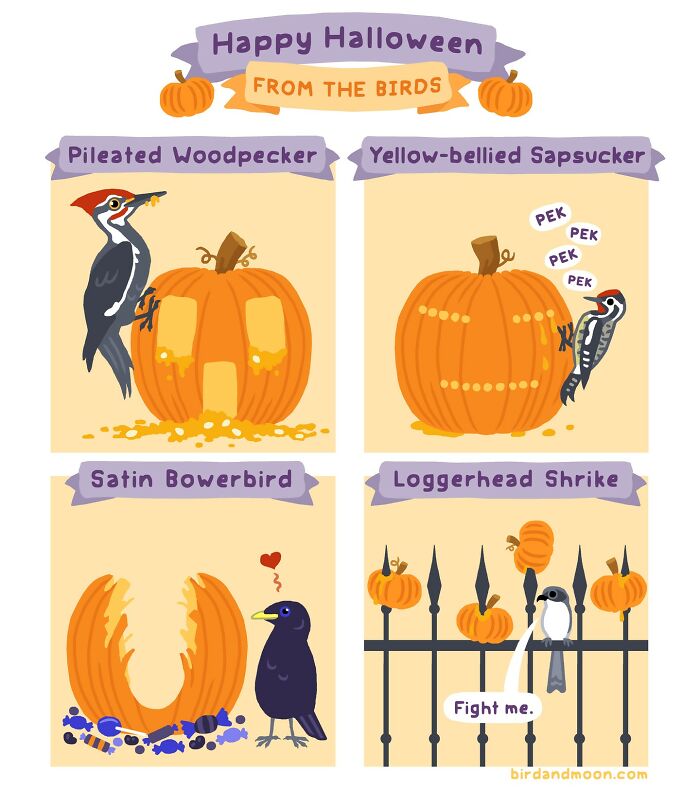 Humorous nature comics featuring birds interacting with pumpkins for Halloween.