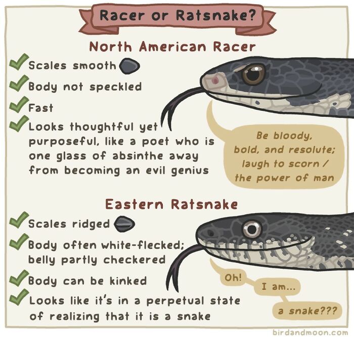 Comic illustration comparing North American Racer and Eastern Ratsnake with humorous descriptions of each snake.