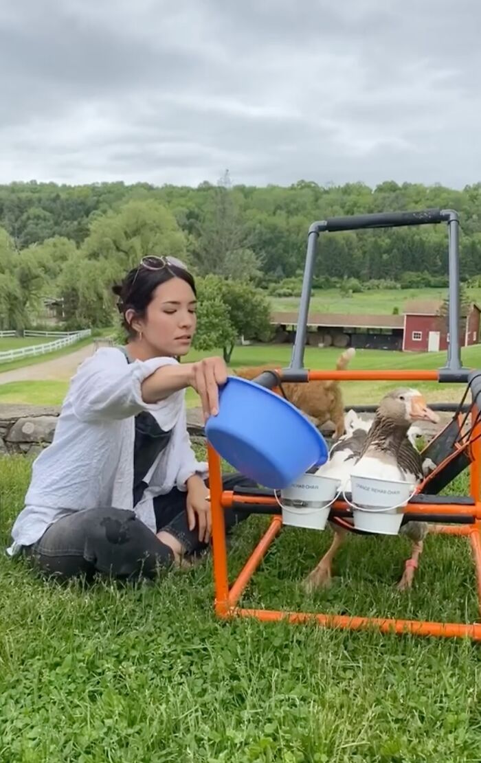 Woman feeding Zeus the goose in a walking aid on a grassy field.