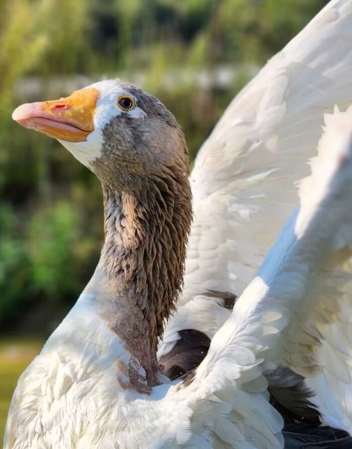 Close-up of a determined goose with wings raised, exemplifying courage and strength in a natural setting.