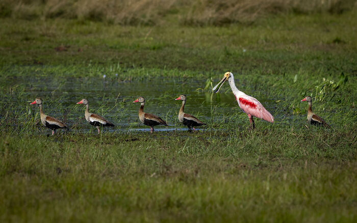 Wildlife photographer captures a spoonbill and ducks in their natural habitat, showcasing nature's raw beauty.