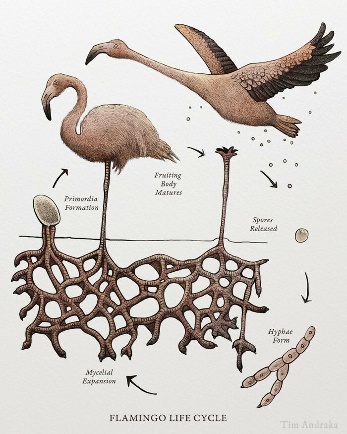 Surreal animals illustrated like scientific encyclopedia showing flamingo life cycle from fungi form to maturity.