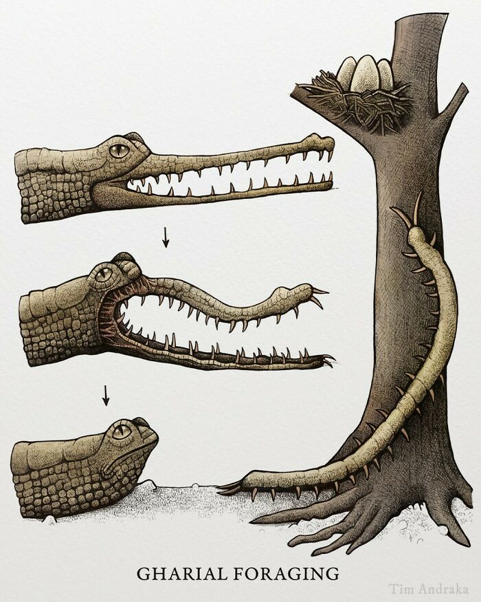 Surreal animal illustration of a gharial with a flexible neck, in a scientific encyclopedia style.