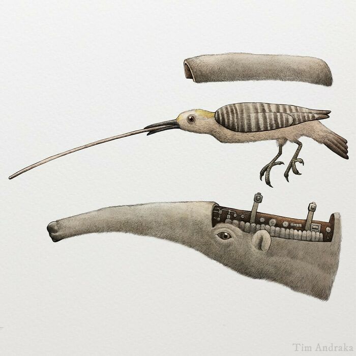 Surreal animal illustration featuring a bird with an elongated beak, depicted in a scientific encyclopedia style.