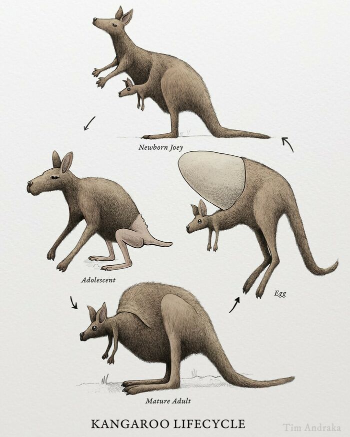 Surreal animals illustrated in a scientific style showing kangaroo lifecycle stages: egg, joey, adolescent, adult.
