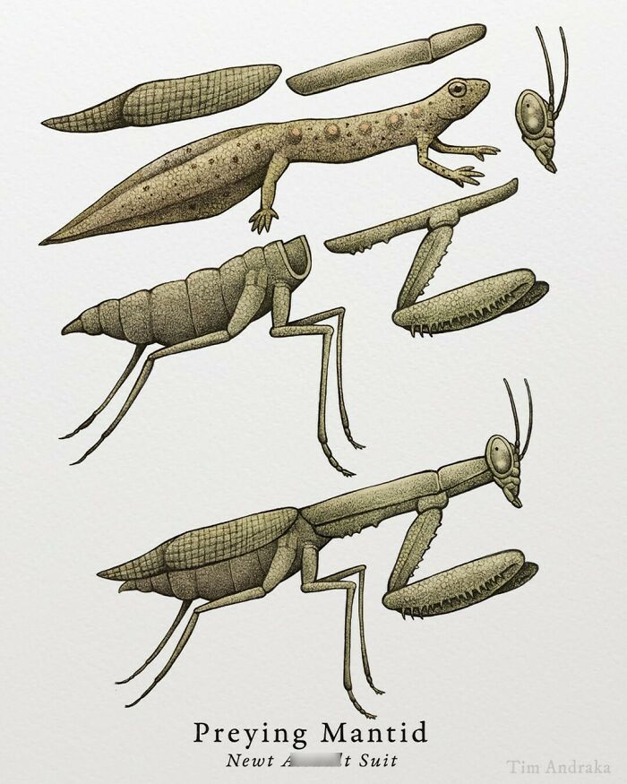 Surreal animal illustration combining a mantis and newt in a scientific encyclopedia style.
