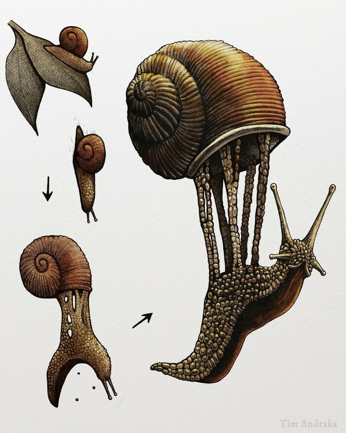 Surreal illustration of a funny-looking snail in a scientific encyclopedia style.