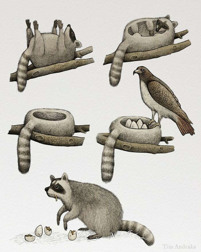 Surreal animal illustration of a raccoon and bird with eggs, styled like a scientific encyclopedia.