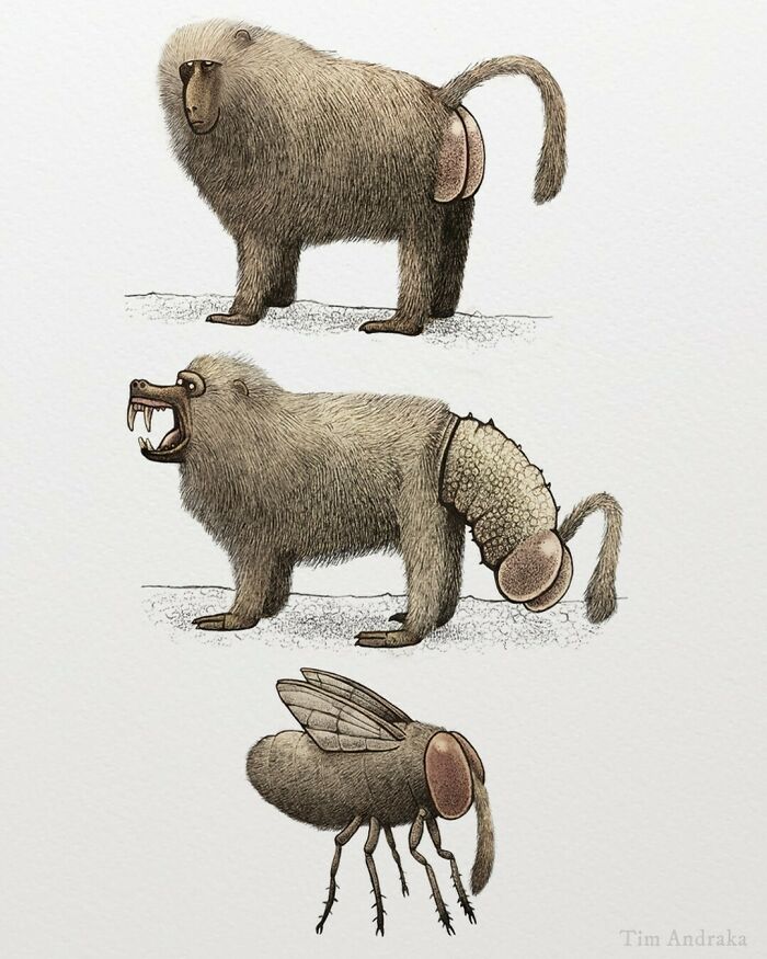 Surreal animals illustration in a scientific encyclopedia style, featuring humorous hybrids and detailed sketches.