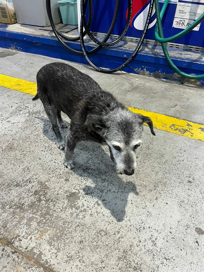 Stray dog at gas station, cared for by town for 20 years, standing on concrete near fuel pumps. Stray dog at gas station, cared for by town for 20 years, standing on concrete near fuel pumps.