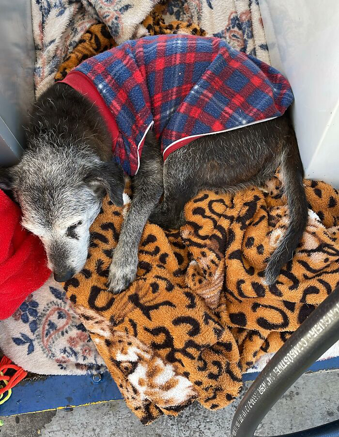 Stray dog sleeping in colorful blankets at a gas station, wearing a plaid sweater. Stray dog sleeping in colorful blankets at a gas station, wearing a plaid sweater.