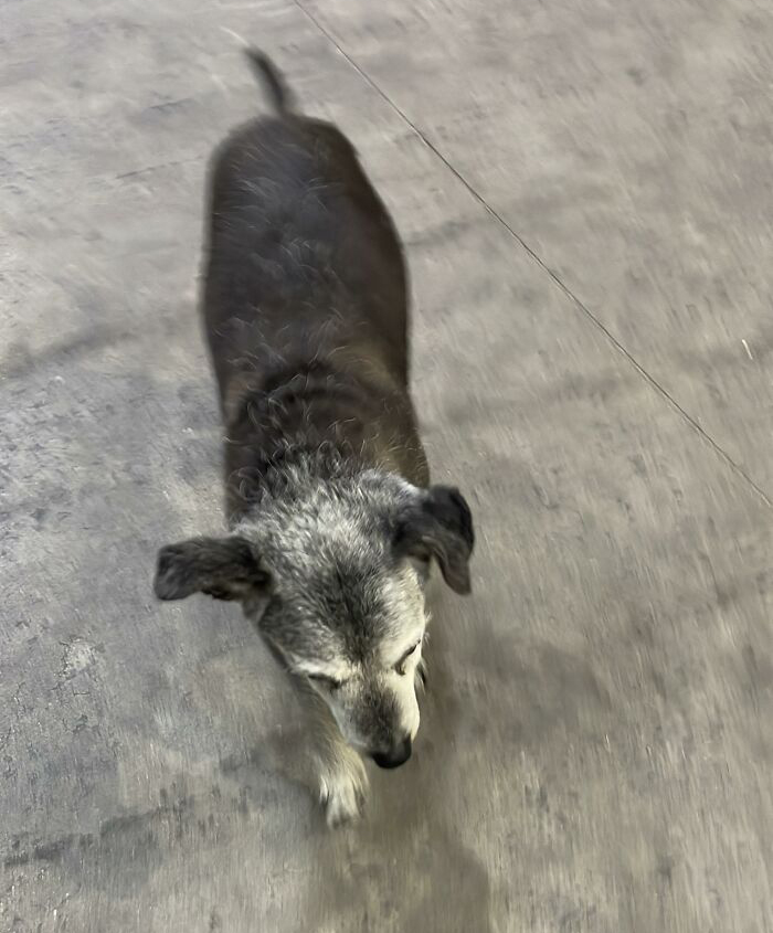 Stray dog at gas station floor, aging but cared for by the entire town community over 20 years. Stray dog at gas station floor, aging but cared for by the entire town community over 20 years.