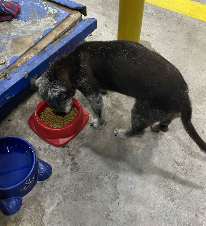 Stray dog eating from a red bowl at a gas station, where he’s lived for 20 years, cared for by locals. Stray dog eating from a red bowl at a gas station, where he’s lived for 20 years, cared for by locals.