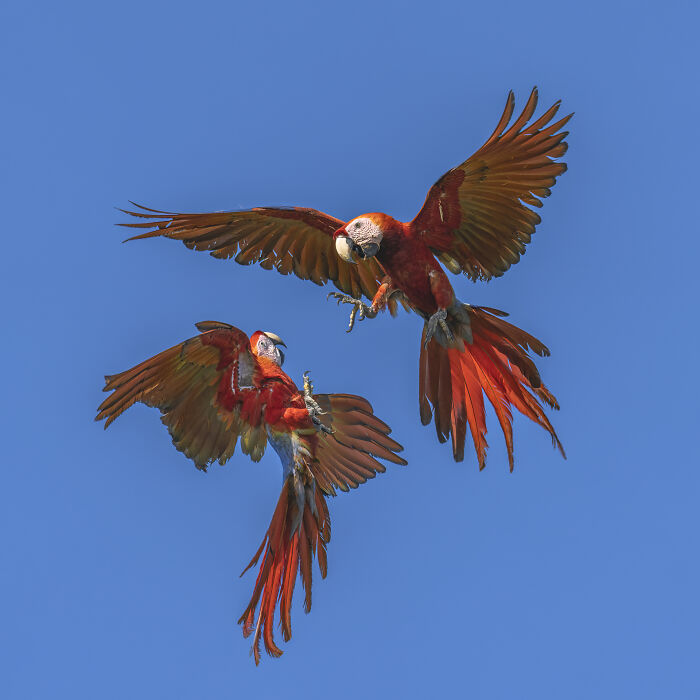 Two vibrant macaws captured in mid-flight against a clear blue sky, showcasing nature’s raw beauty.