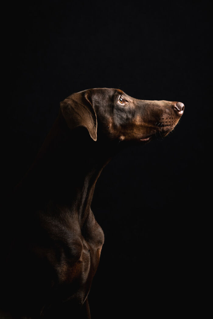 A Doberman against a dark background, showcasing the special bond between animals and humans.
