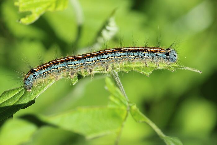 Caterpillar resting on vibrant green leaves, displaying unique traits in nature.