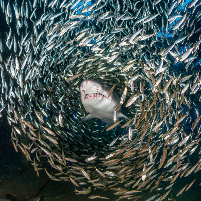 Shark amidst swirling fish, showcasing nature's raw beauty through wildlife photography.