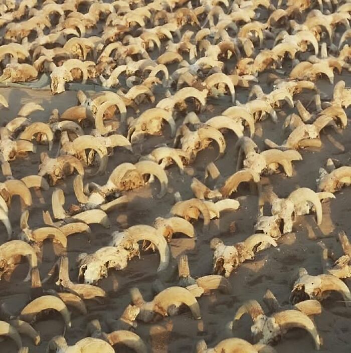 Ancient history relics, ram skulls scattered on the ground, evoke a sense of bygone eras.