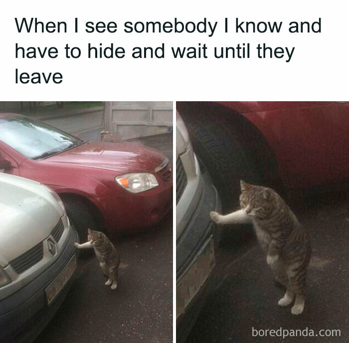 Cat awkwardly hiding between cars in a parking lot, capturing a funny life moment.